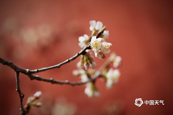 花香与诗意交融 北京大觉寺满园春色关不住