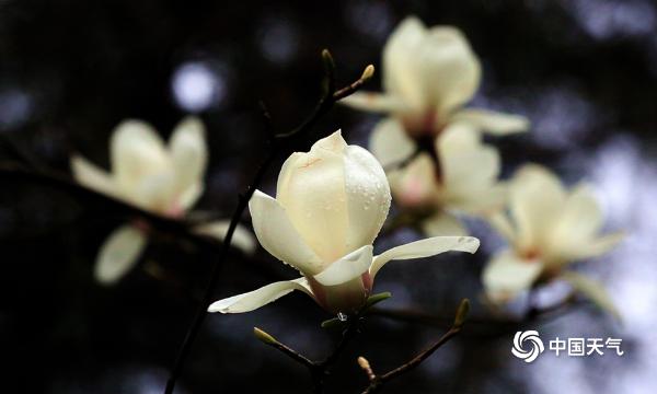 四川广安：一汀烟雨润 姹紫嫣红春意浓