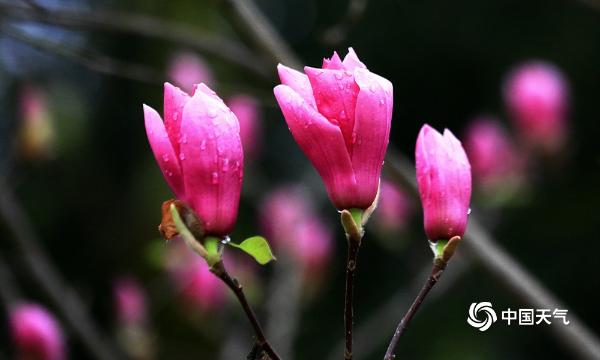 四川广安：一汀烟雨润 姹紫嫣红春意浓