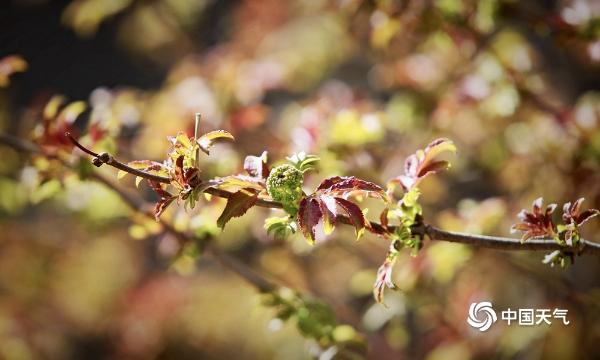 红花还得绿叶衬 北京树木发新芽传递春的生机 