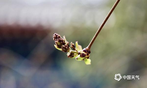 红花还得绿叶衬 北京树木发新芽传递春的生机 