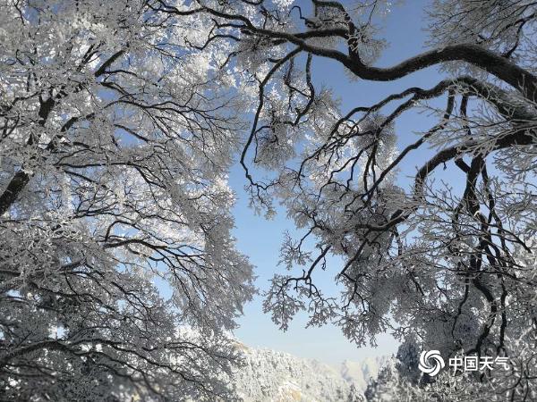 难得一见！陕西华山现雾凇美景 玉树琼枝