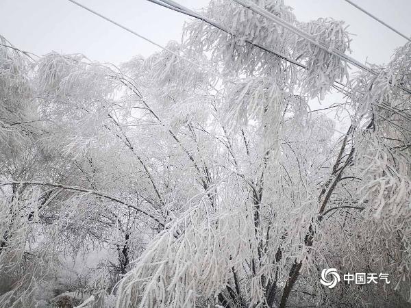 甘肃镇原县洁白雾凇高高挂 犹如千树万树梨花开