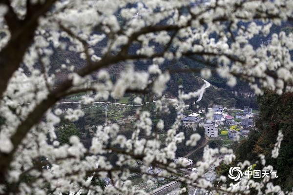 万亩李花绽放 春日“雪景”扮靓重庆黔江