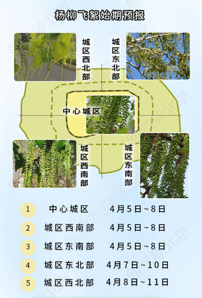 小心糊一脸！华北杨柳絮即将进入高发期 北京城区已见“雪”