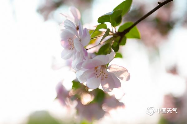 北京元大都城垣遗址“花溪海棠”进入盛花期