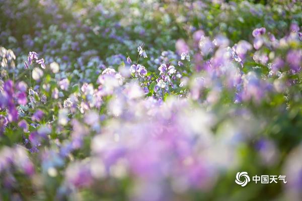 北京元大都城垣遗址“花溪海棠”进入盛花期