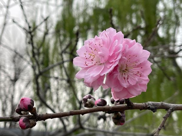 踏青赏春好去处——圆明园第二十六届踏青节开幕