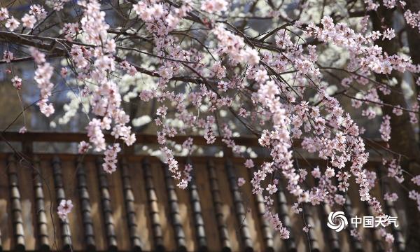 古典美！辽阳泰和园桃花盛开 与古建筑相映成趣 