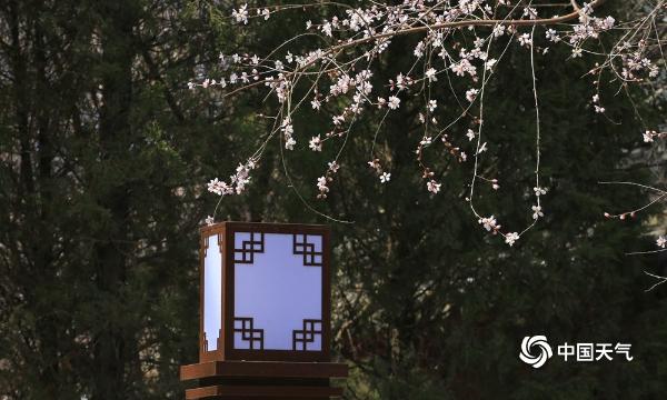 古典美！辽阳泰和园桃花盛开 与古建筑相映成趣 