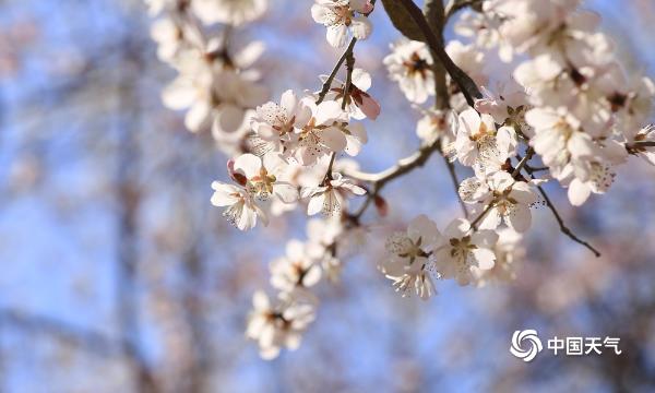 古典美！辽阳泰和园桃花盛开 与古建筑相映成趣 