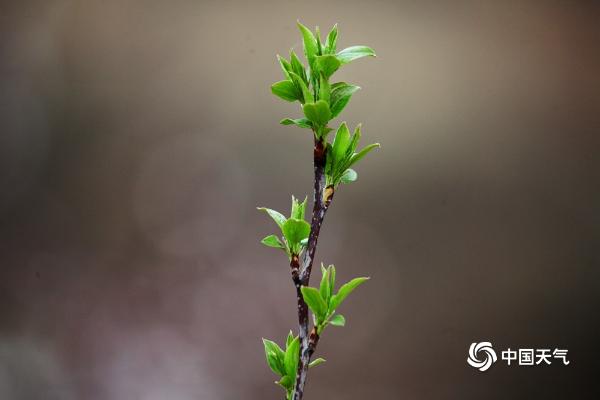 雨润花更娇 北京部分地区迎来春雨