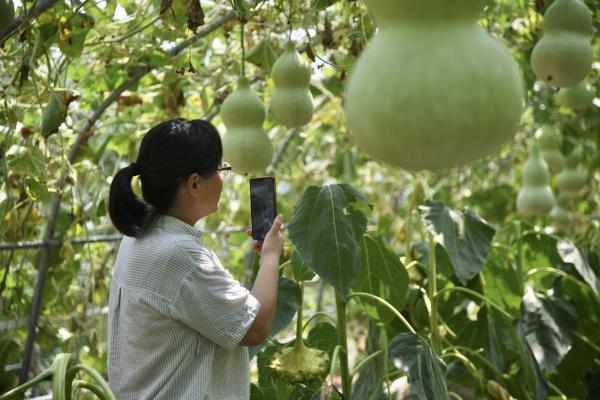 太原王吴村依托“舌尖上的非遗”，推动农文旅融合发展