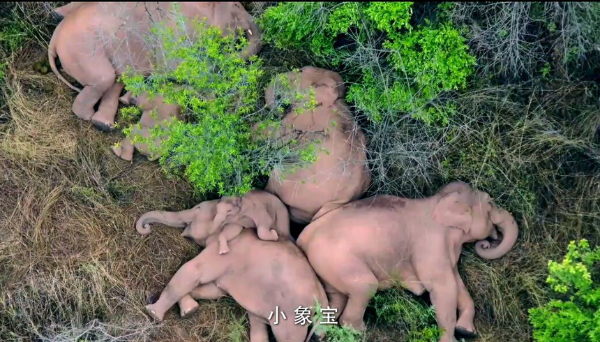 世界大象日：云南作家创作童谣《小象宝》将在央视首发