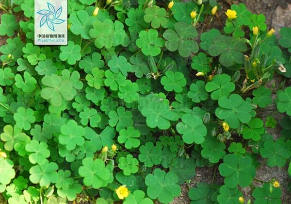 立夏斩风头 薰风带暑来