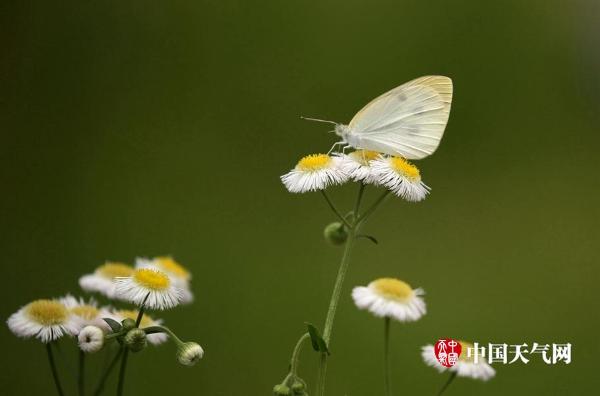 江西南昌初夏晴热 花草虫鸟未歇