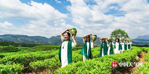蓝天白云美女靓 六盘水万亩茶叶香