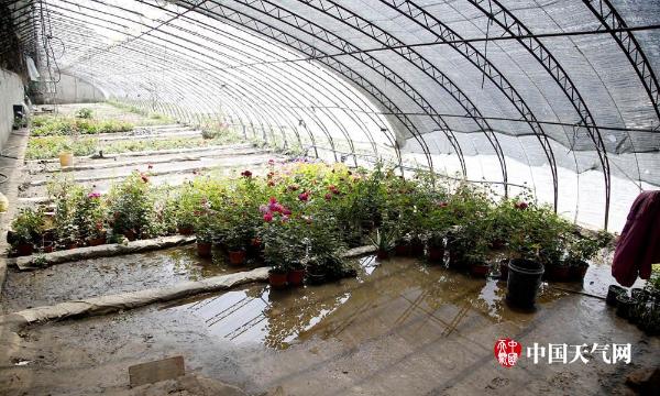 一场冰雹过后 辽宁辽阳500栋育花大棚被击穿