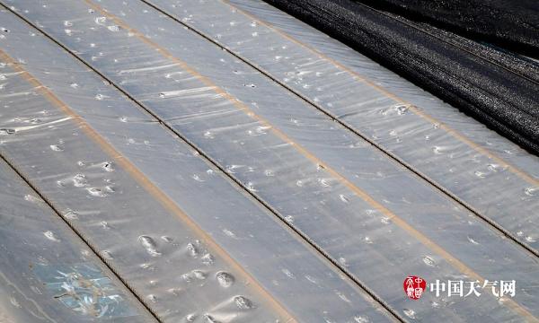 一场冰雹过后 辽宁辽阳500栋育花大棚被击穿
