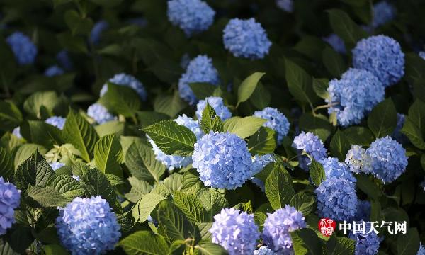 南京绣球花清雅绽放