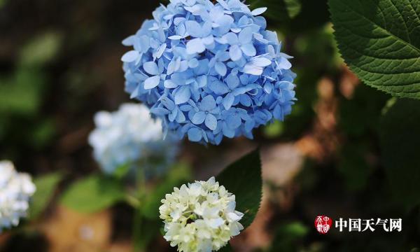 南京绣球花清雅绽放