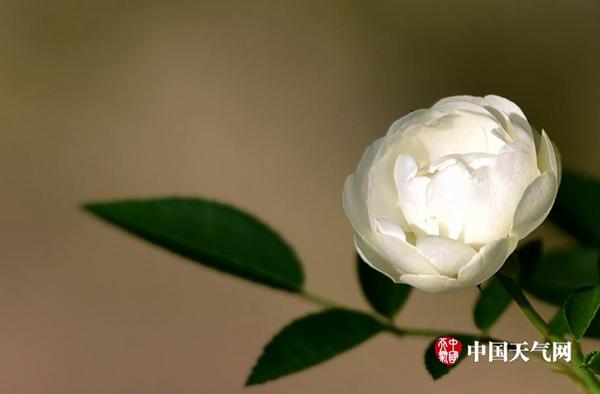 立夏斩风头 薰风带暑来