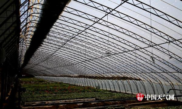 一场冰雹过后 辽宁辽阳500栋育花大棚被击穿