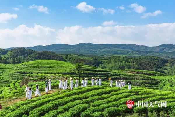 蓝天白云美女靓 六盘水万亩茶叶香