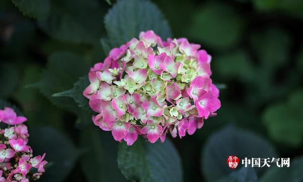 南京绣球花清雅绽放