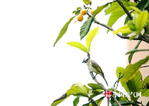 江西南昌初夏晴热 花草虫鸟未歇