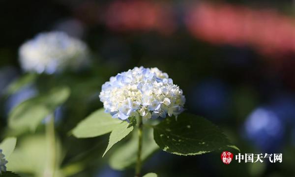 南京绣球花清雅绽放