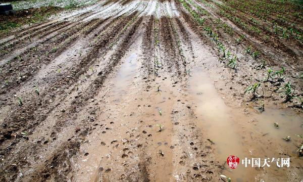 一场冰雹过后 辽宁辽阳500栋育花大棚被击穿