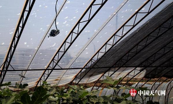 一场冰雹过后 辽宁辽阳500栋育花大棚被击穿