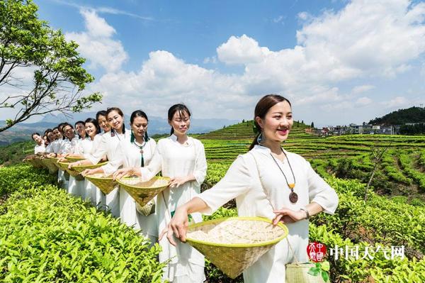 蓝天白云美女靓 六盘水万亩茶叶香