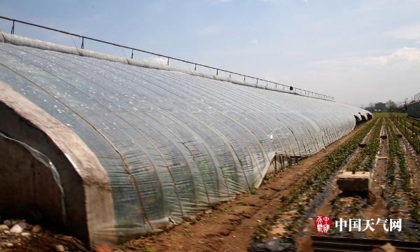 一场冰雹过后 辽宁辽阳500栋育花大棚被击穿