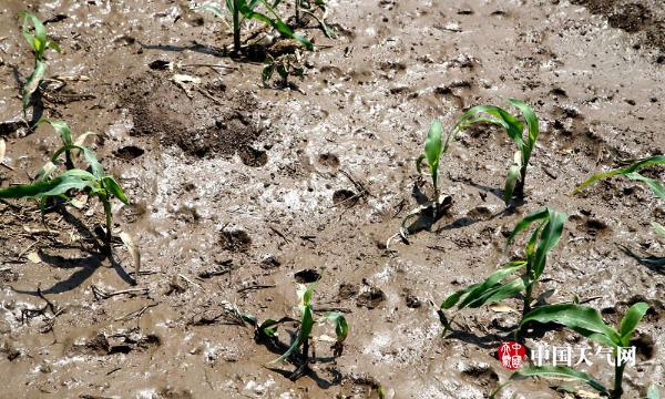 一场冰雹过后 辽宁辽阳500栋育花大棚被击穿