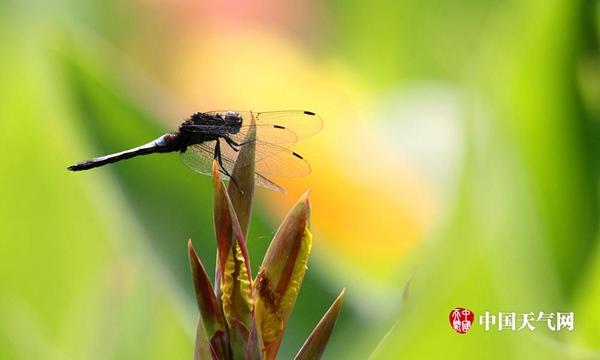 立夏斩风头 薰风带暑来