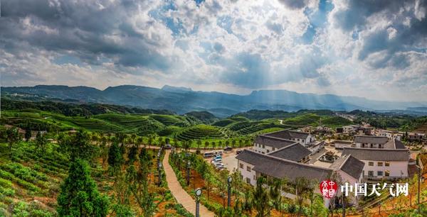 蓝天白云美女靓 六盘水万亩茶叶香