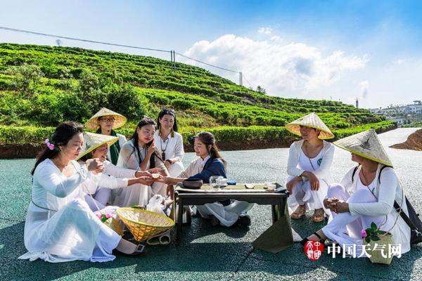 蓝天白云美女靓 六盘水万亩茶叶香