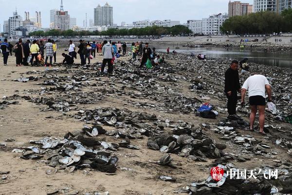 松花江哈尔滨段河床裸露河蚌堆积