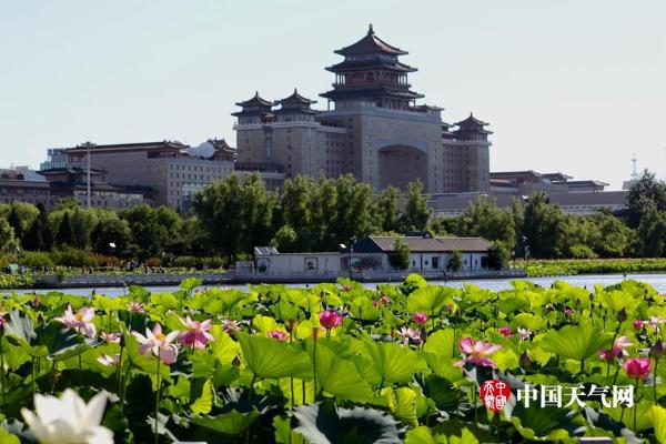 稀有荷花并蒂莲再现北京莲花池公园
