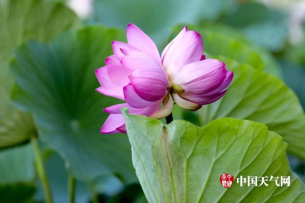 稀有荷花并蒂莲再现北京莲花池公园