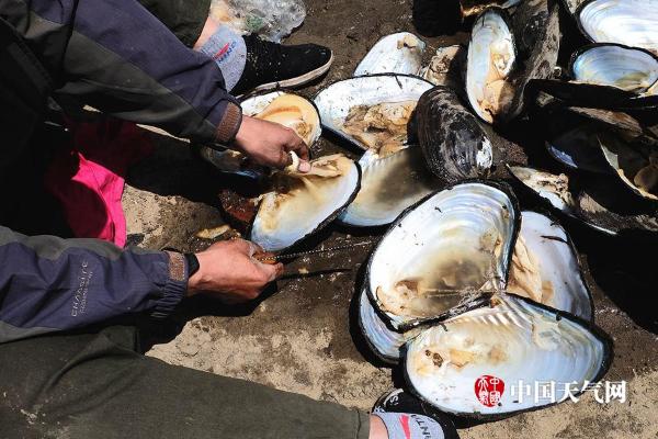 松花江哈尔滨段河床裸露河蚌堆积