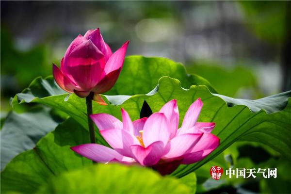 清新六月 武汉荷花初绽容颜