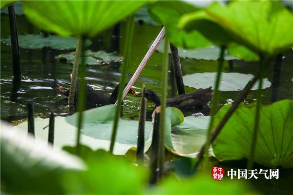 清新六月 武汉荷花初绽容颜