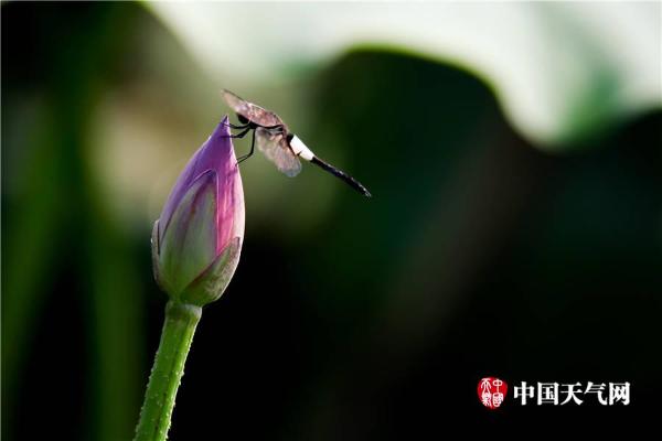 清新六月 武汉荷花初绽容颜