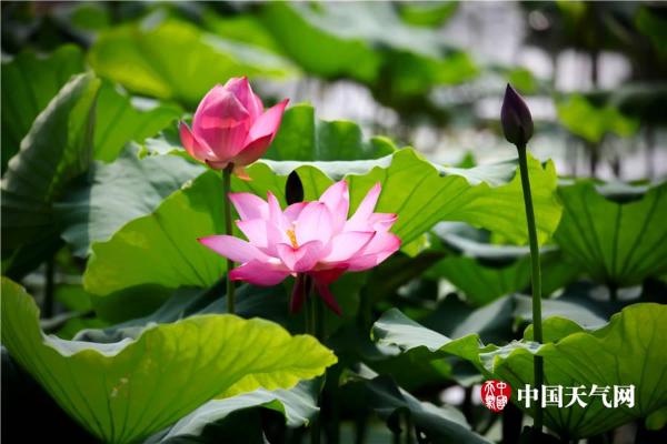 清新六月 武汉荷花初绽容颜