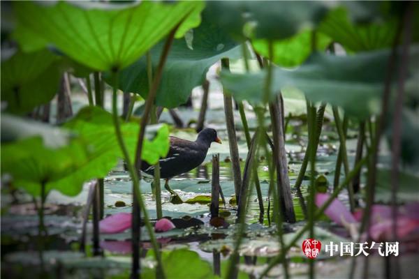 清新六月 武汉荷花初绽容颜