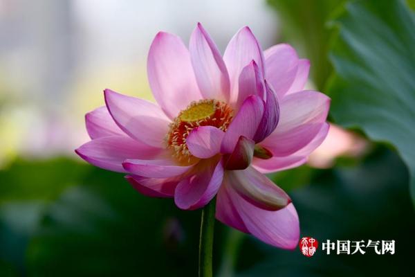 稀有荷花并蒂莲再现北京莲花池公园