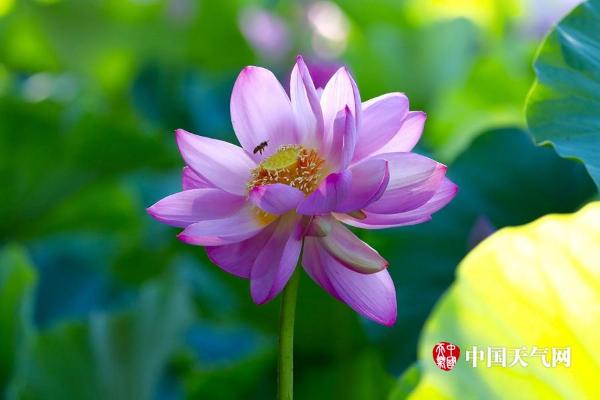 稀有荷花并蒂莲再现北京莲花池公园